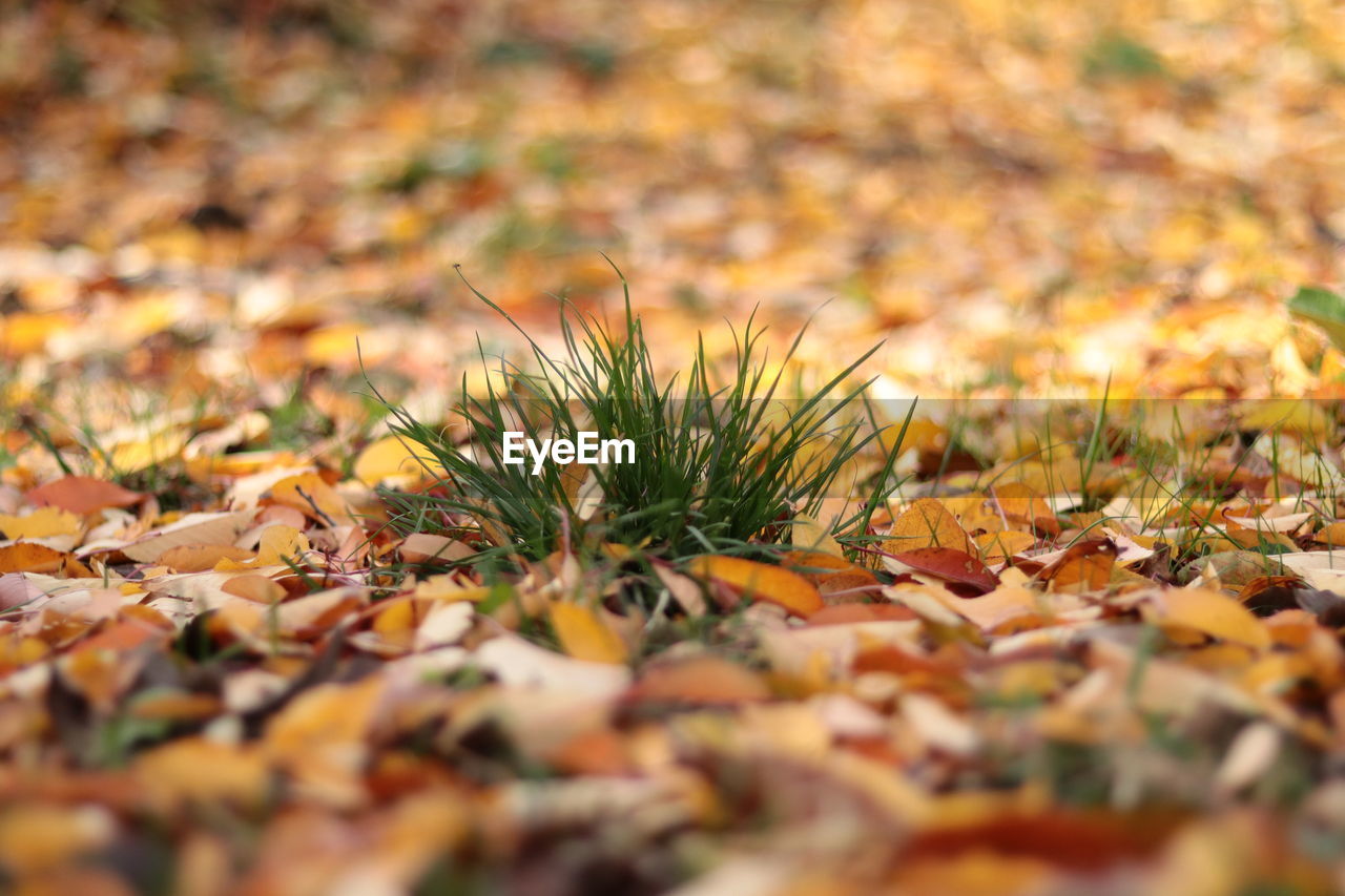 CLOSE-UP OF MAPLE LEAVES ON FIELD