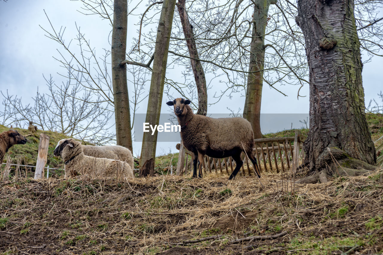 Sheep standing in a field