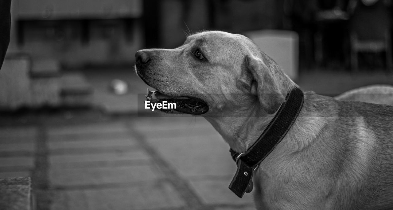 Close-up of dog standing outdoors