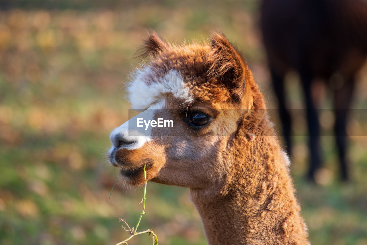 animal themes, animal, mammal, one animal, domestic animals, alpaca, livestock, animal wildlife, animal body part, pet, wildlife, arabian camel, portrait, animal head, focus on foreground, llama, camel, nature, no people, close-up, agriculture, outdoors, pasture, day