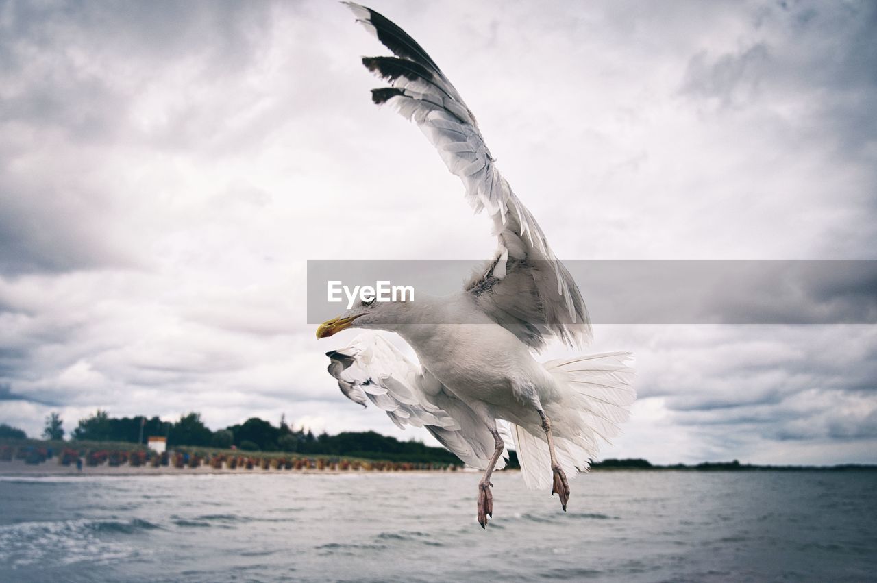 SEAGULL FLYING ABOVE SEA