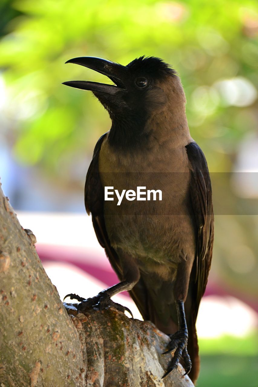 CLOSE-UP OF A BIRD