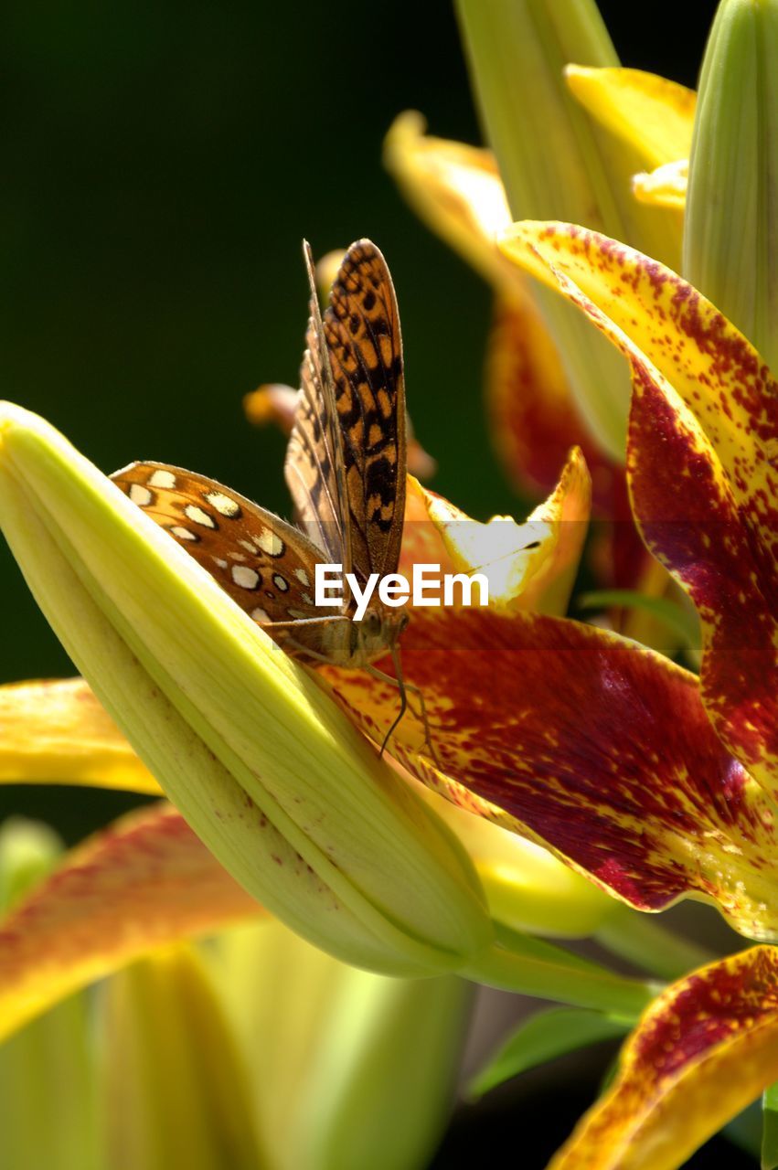 CLOSE-UP OF BUTTERFLY ON FLOWER