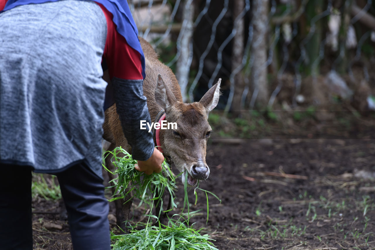 Deer stands on the ground in brreding farm