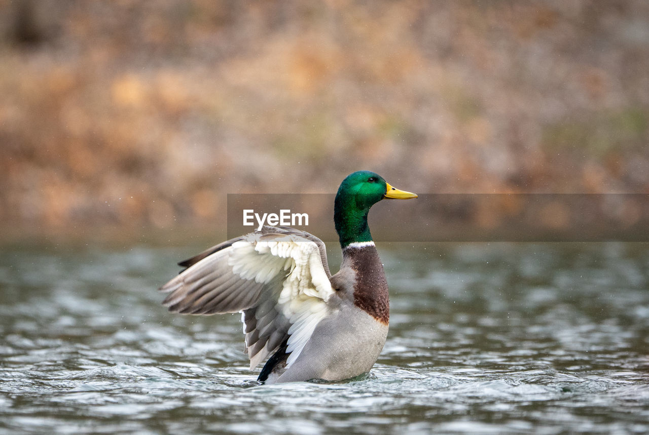 SIDE VIEW OF A DUCK