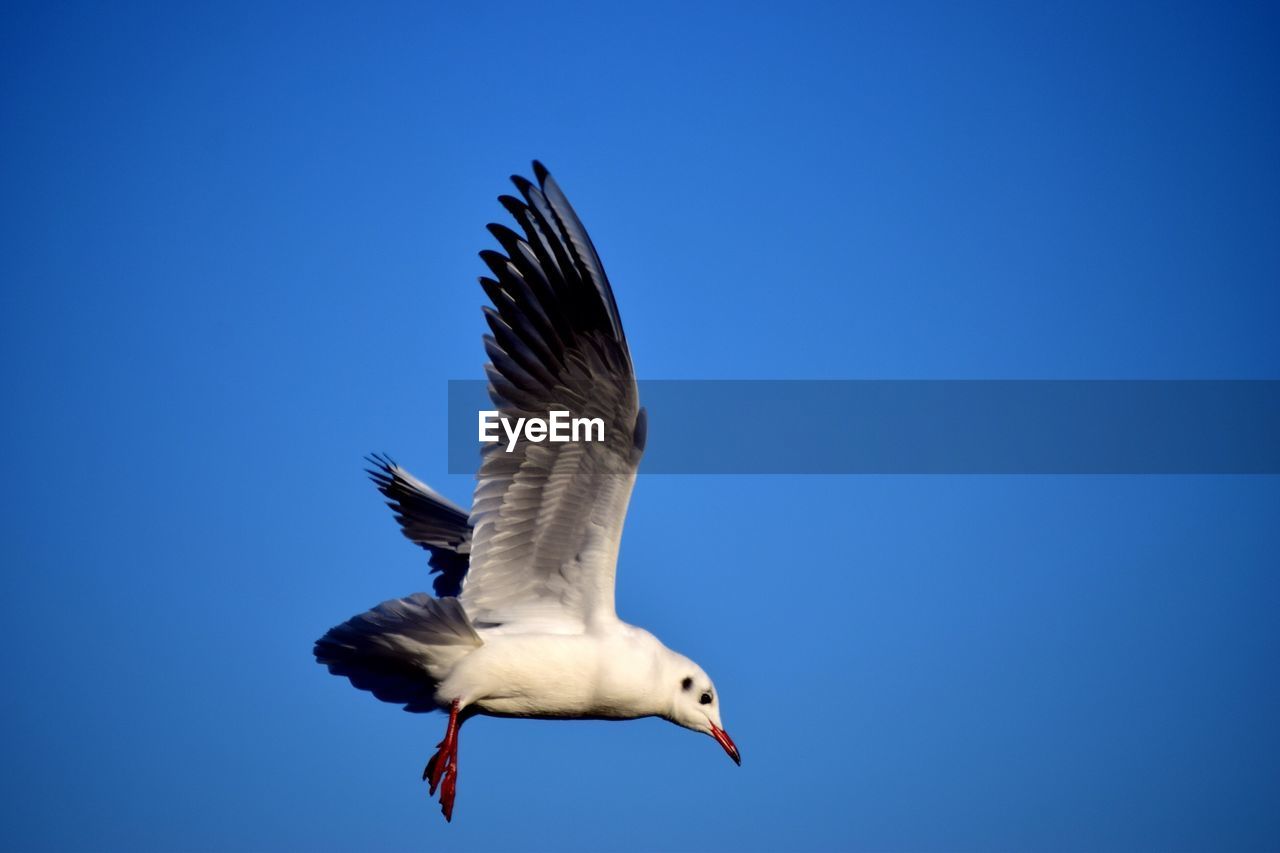 LOW ANGLE VIEW OF SEAGULL FLYING AGAINST CLEAR SKY