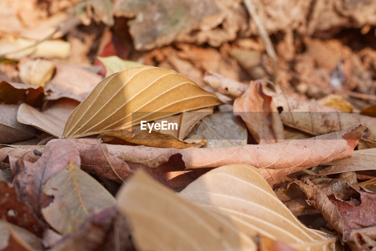 Close-up of dried leaves on field