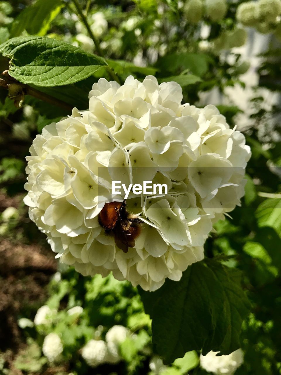 CLOSE-UP OF HONEY BEE ON FLOWER