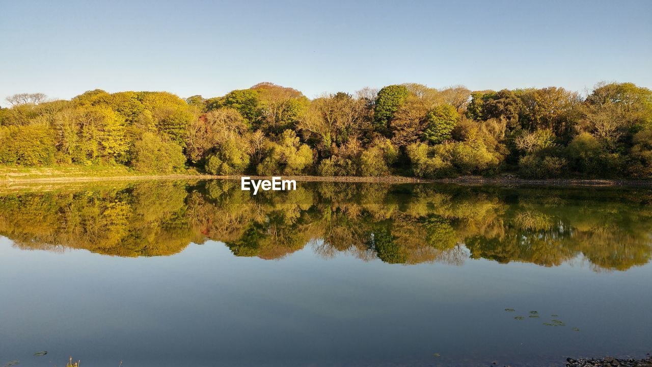 Reflection of trees in lake against clear sky