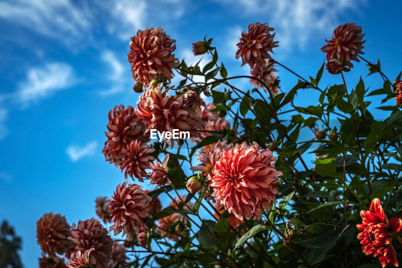 Low angle view of flowers blooming against sky