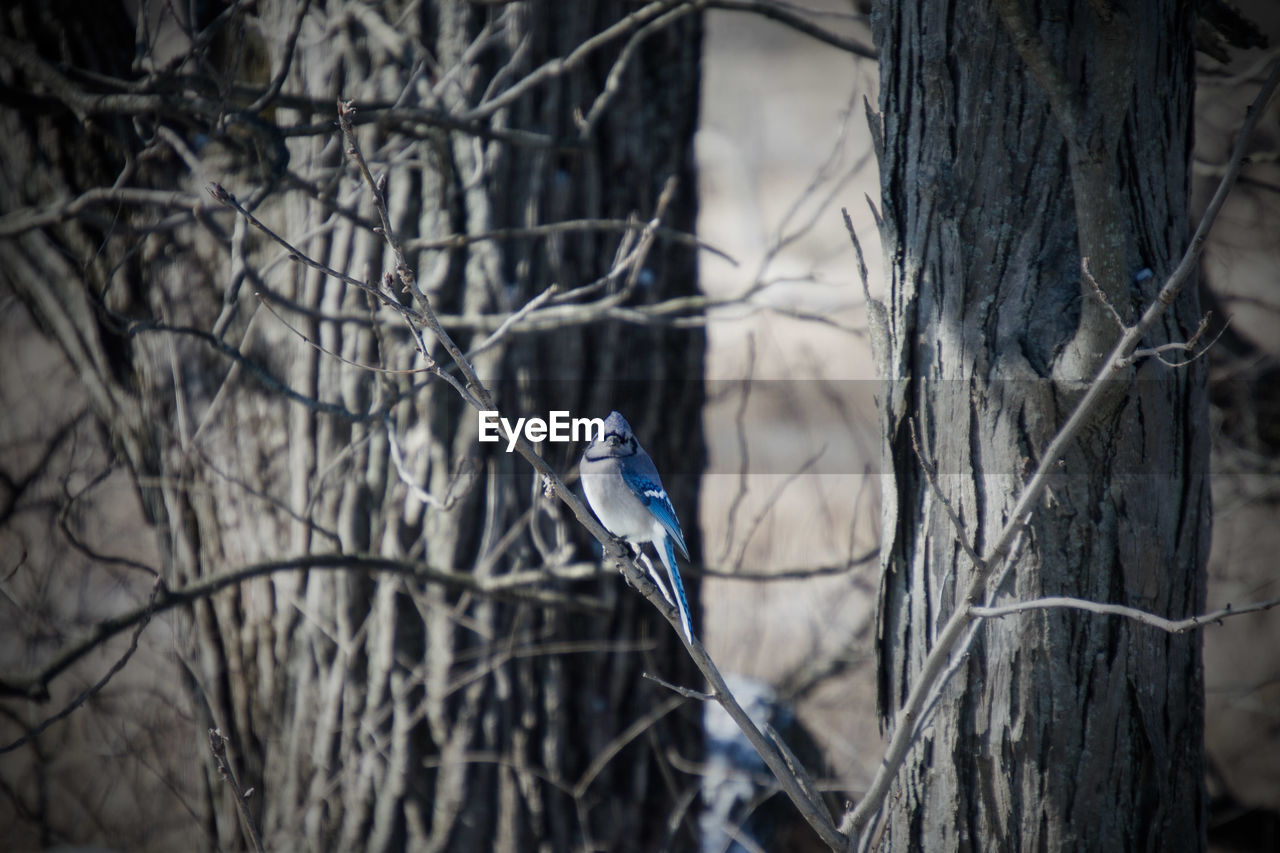 Blue jay perching on bare tree