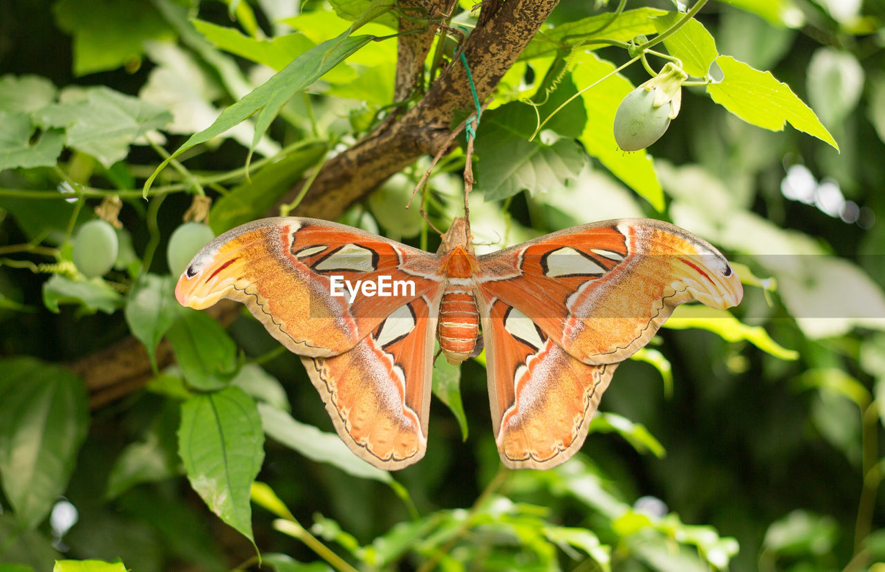 Close-up of butterfly on plant