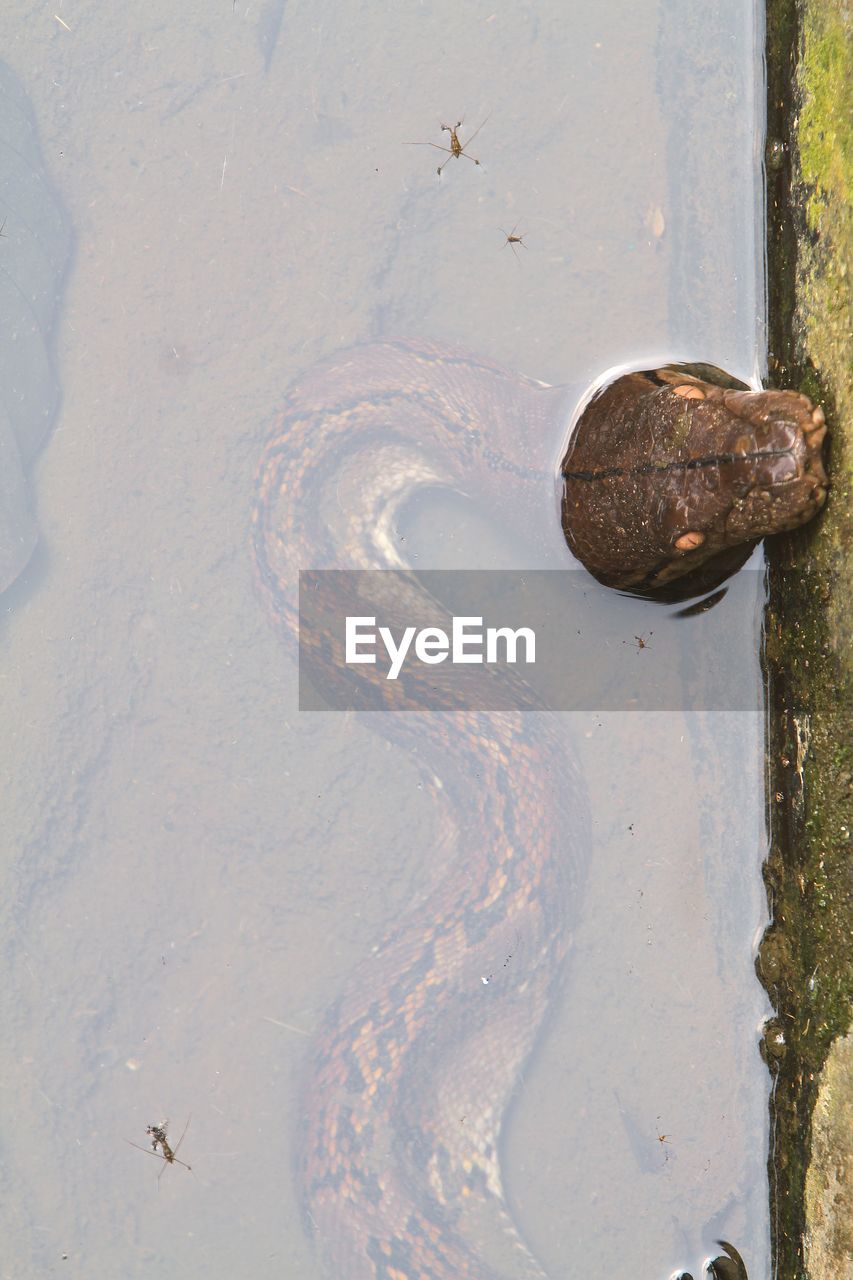 Close-up of snake head