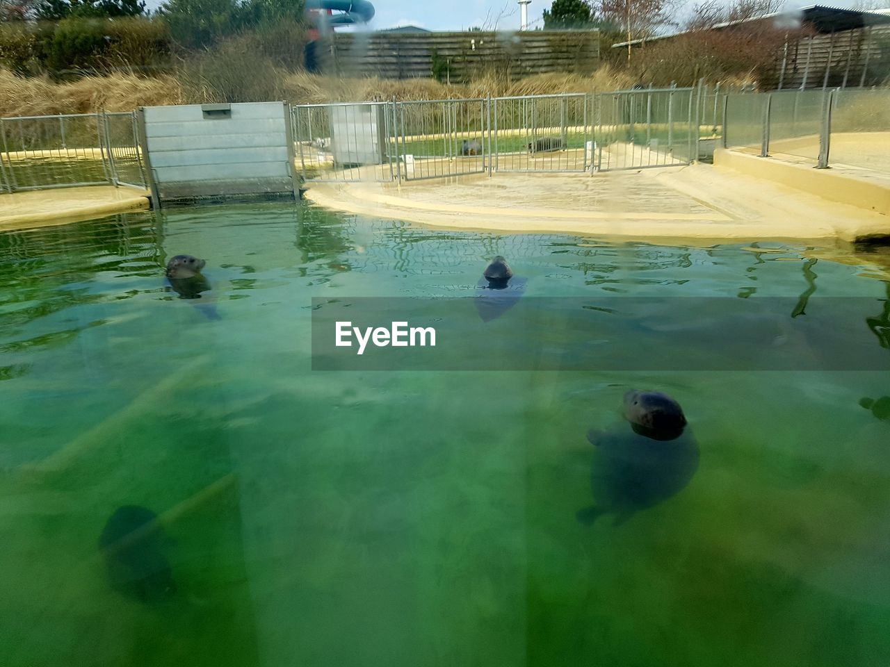 High angle view of seals in pond at zoo
