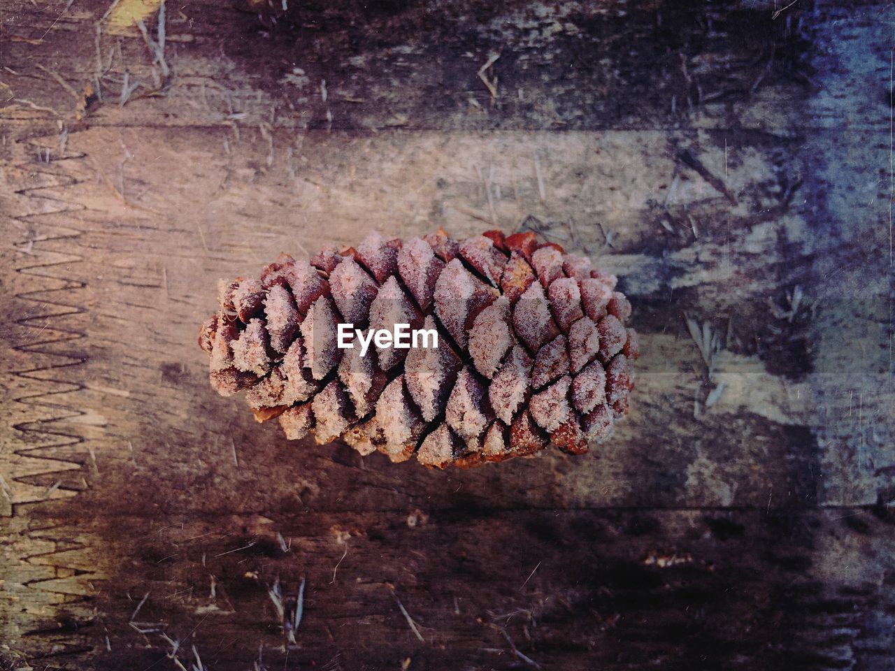 High angle view of pine cone on wooden table