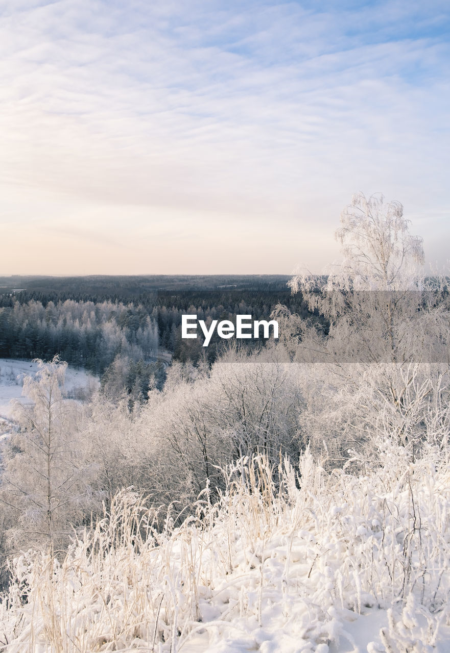 Scenic view of tree against sky