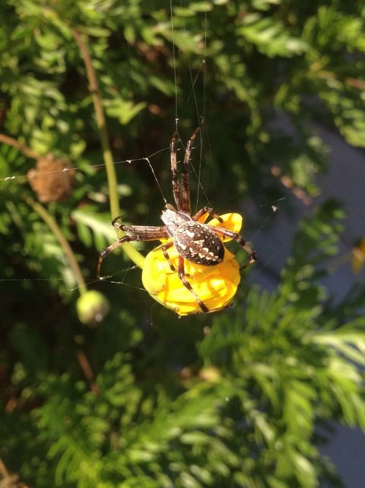 INSECT ON YELLOW FLOWER