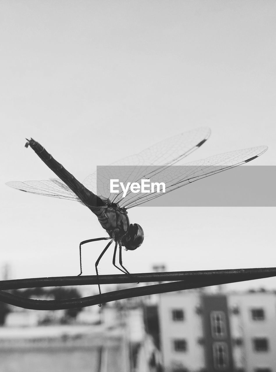 CLOSE-UP OF INSECT AGAINST SKY