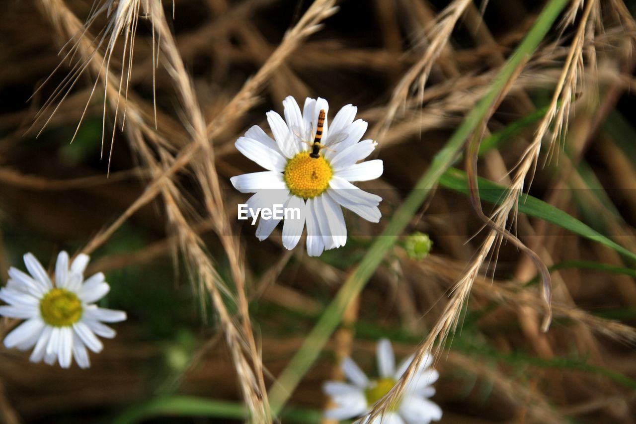 Close-up of white daisy with insect on it