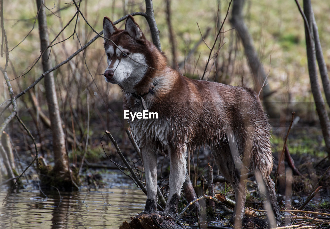 Dog looking away in forest