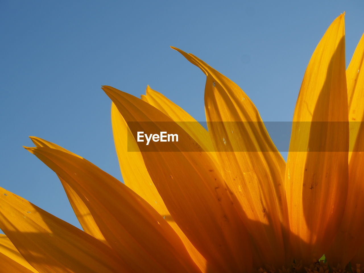 Close-up of yellow flowers