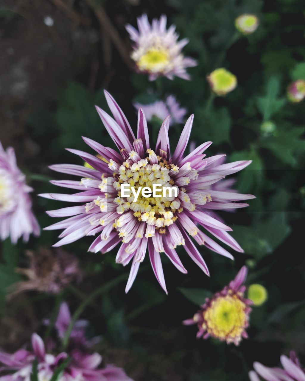 Close-up of purple flowering plant