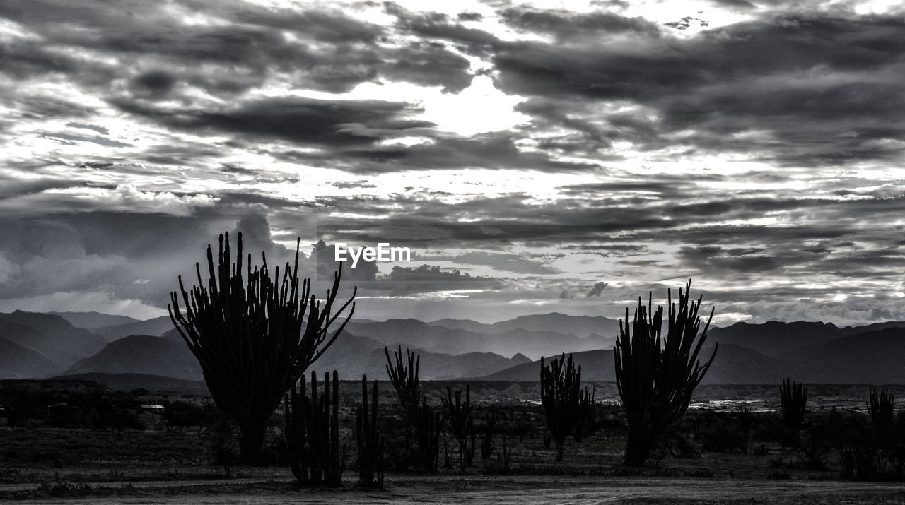 Scenic view of cactus plants on landscape against cloudy sky