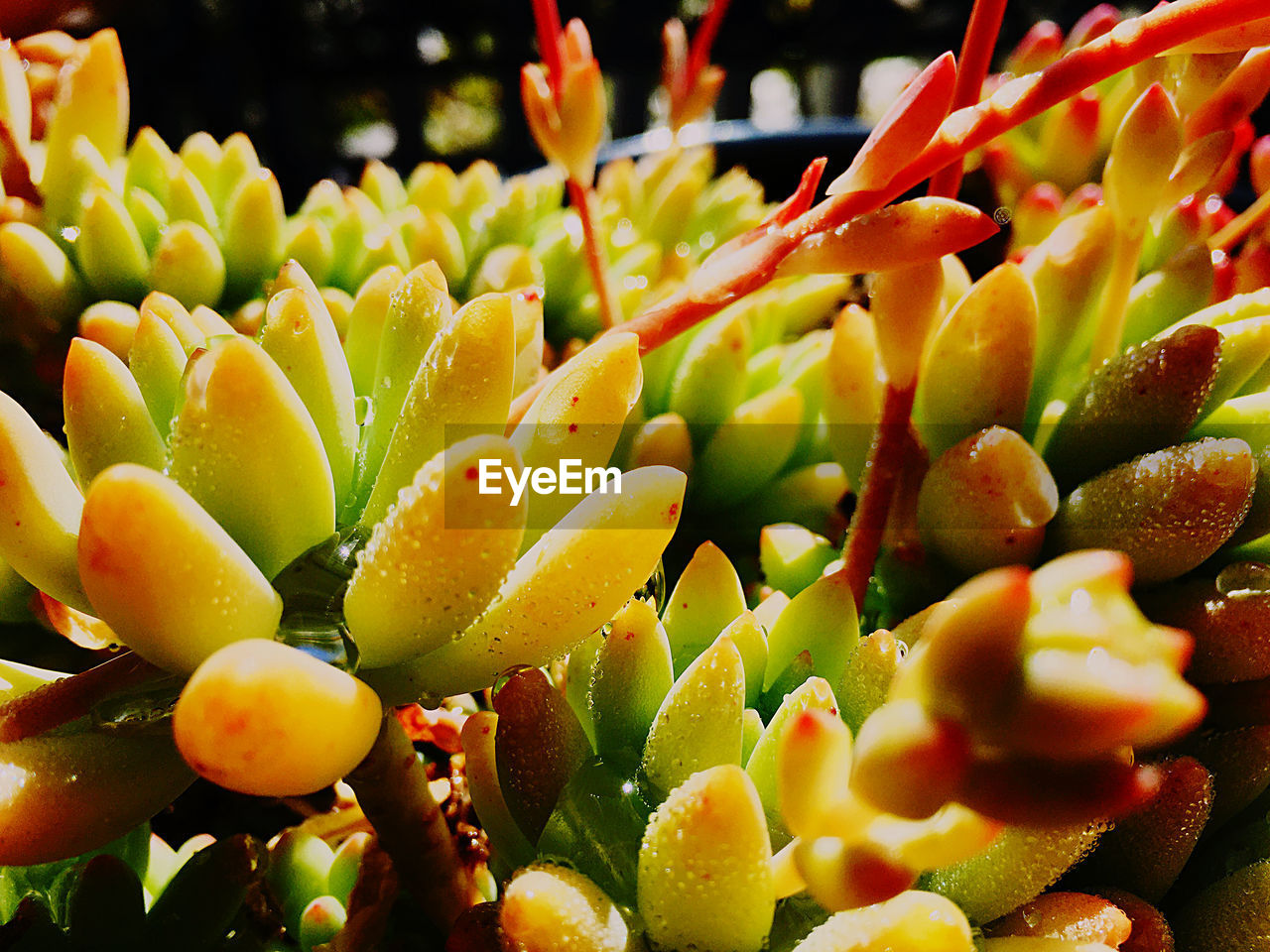 CLOSE-UP OF CACTUS GROWING OUTDOORS