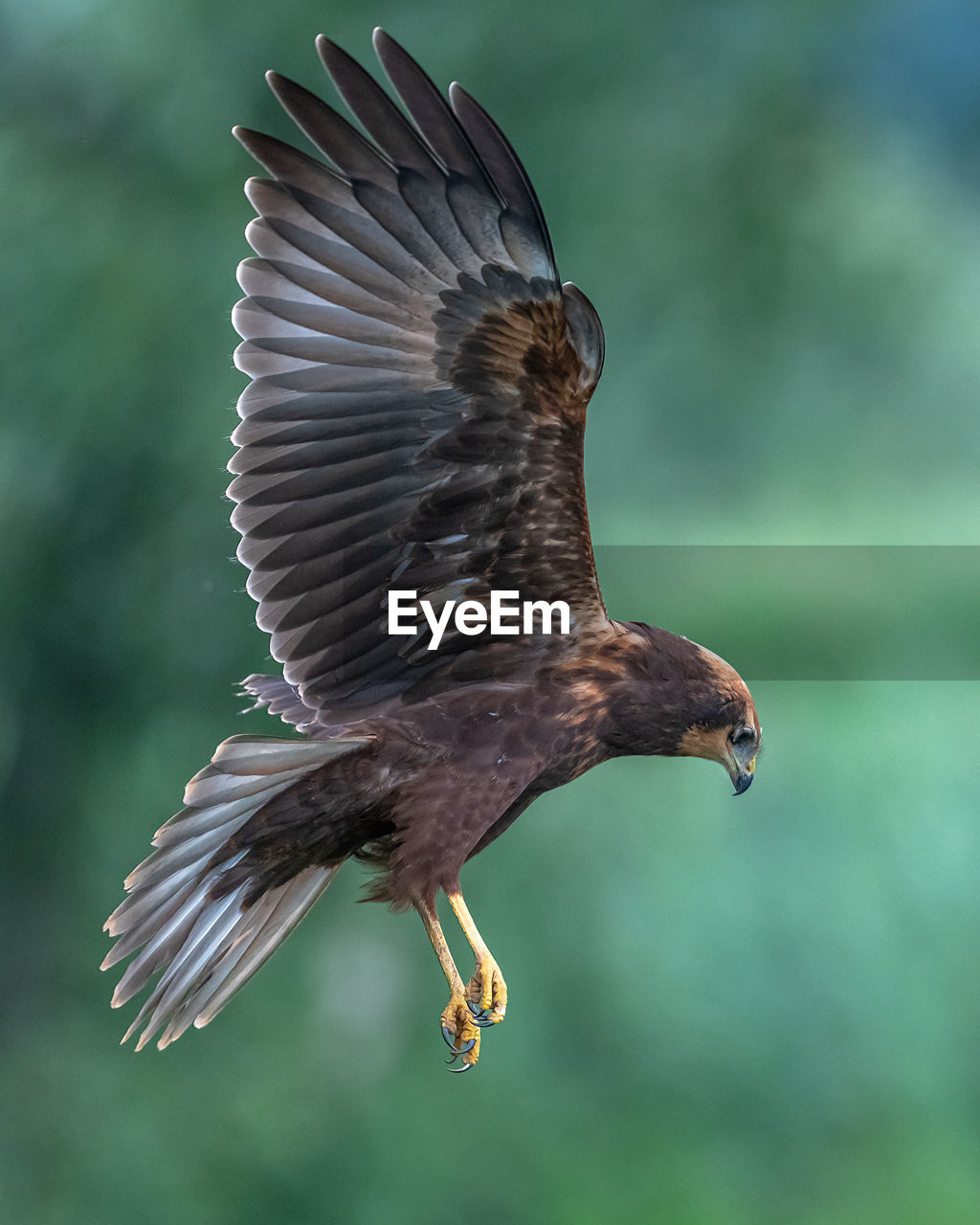 Juvenile marsh harrier