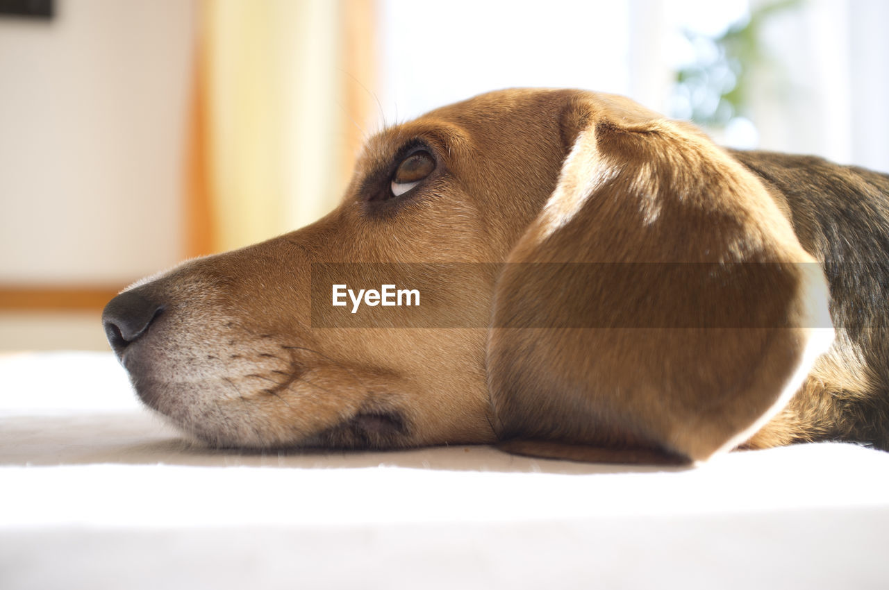 Close-up of beagle in profile