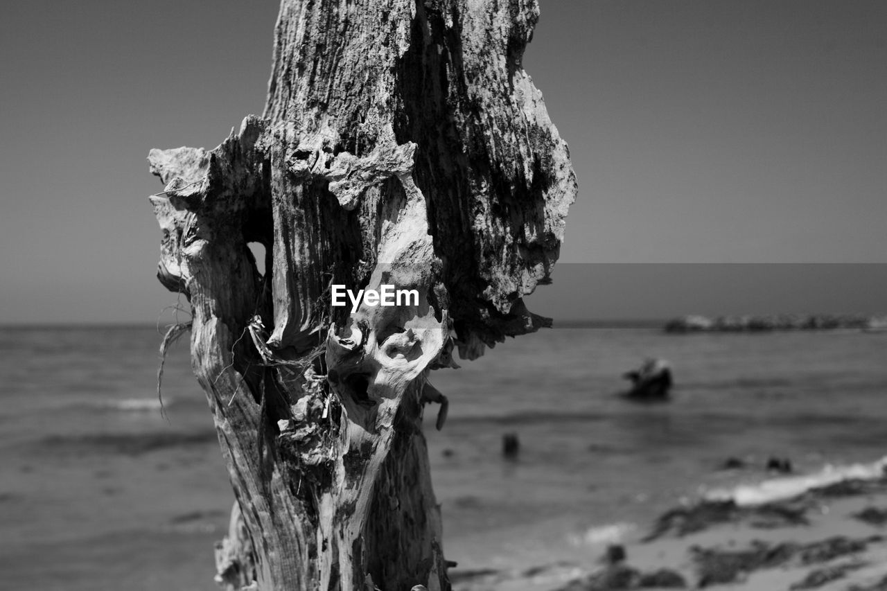 Close-up of tree trunk at beach against clear sky