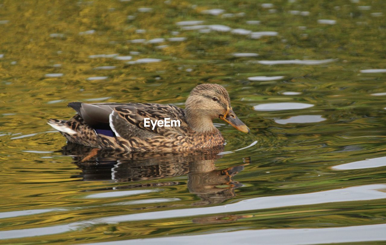 DUCK IN LAKE