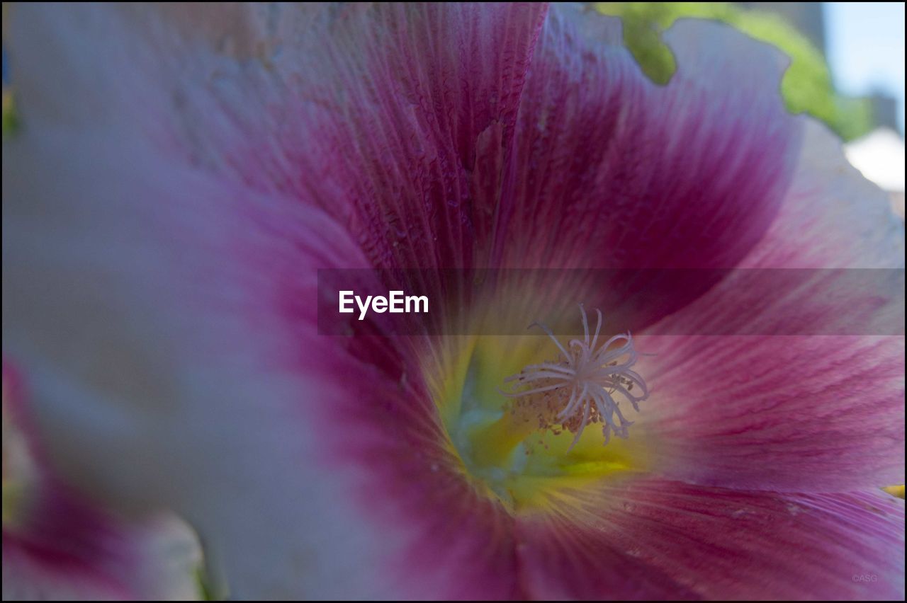 CLOSE-UP OF FRESH PINK FLOWER BLOOMING IN GARDEN