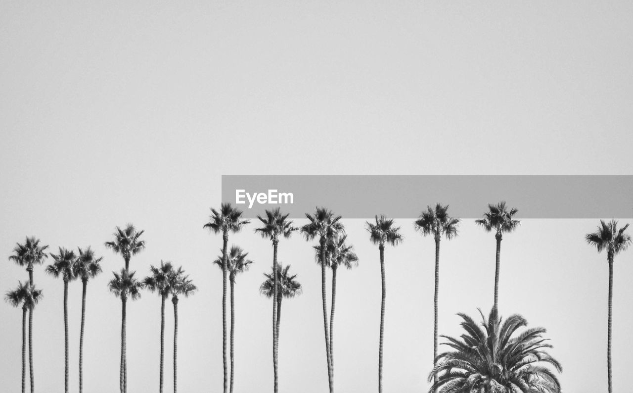 Low angle view of palm trees against clear sky in black and white