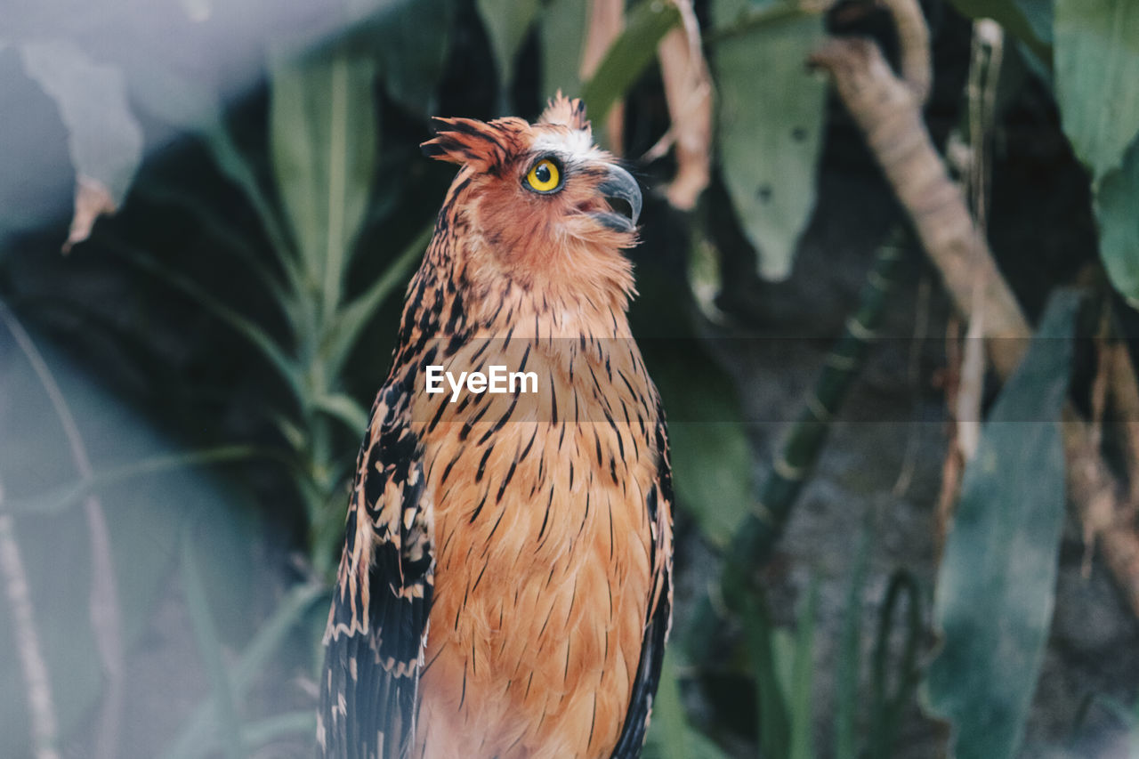 Buffy fish owl or ketupa ketupu also called the malay fish owl