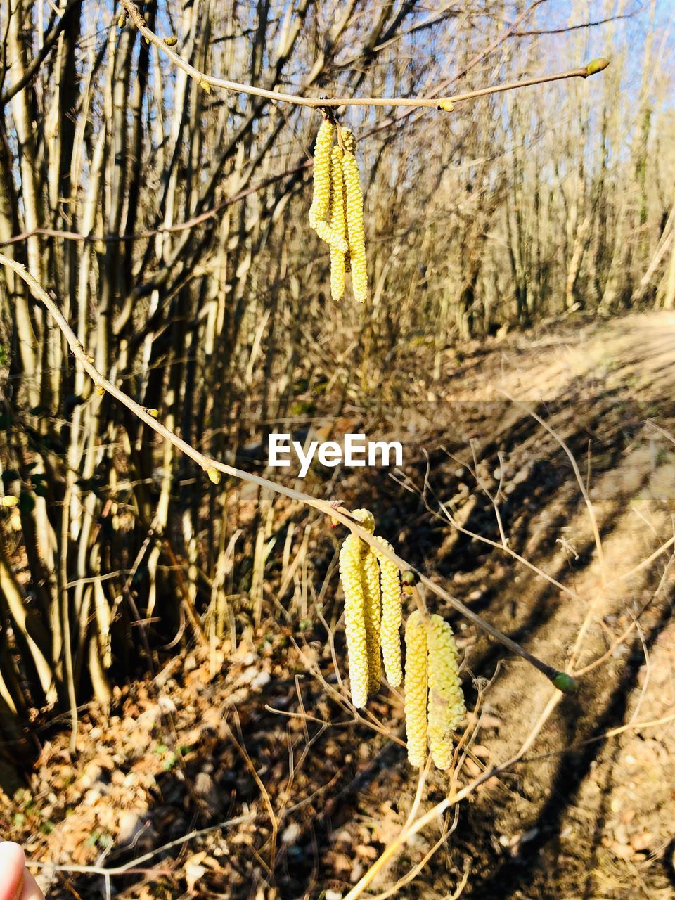 CLOSE-UP OF DRY PLANTS ON LAND