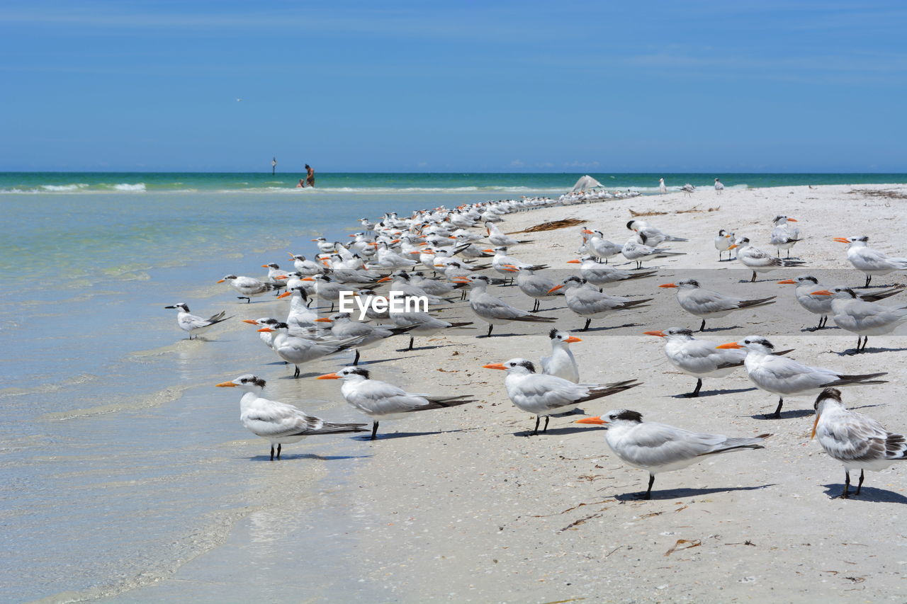 Seagulls on beach at tampa bay
