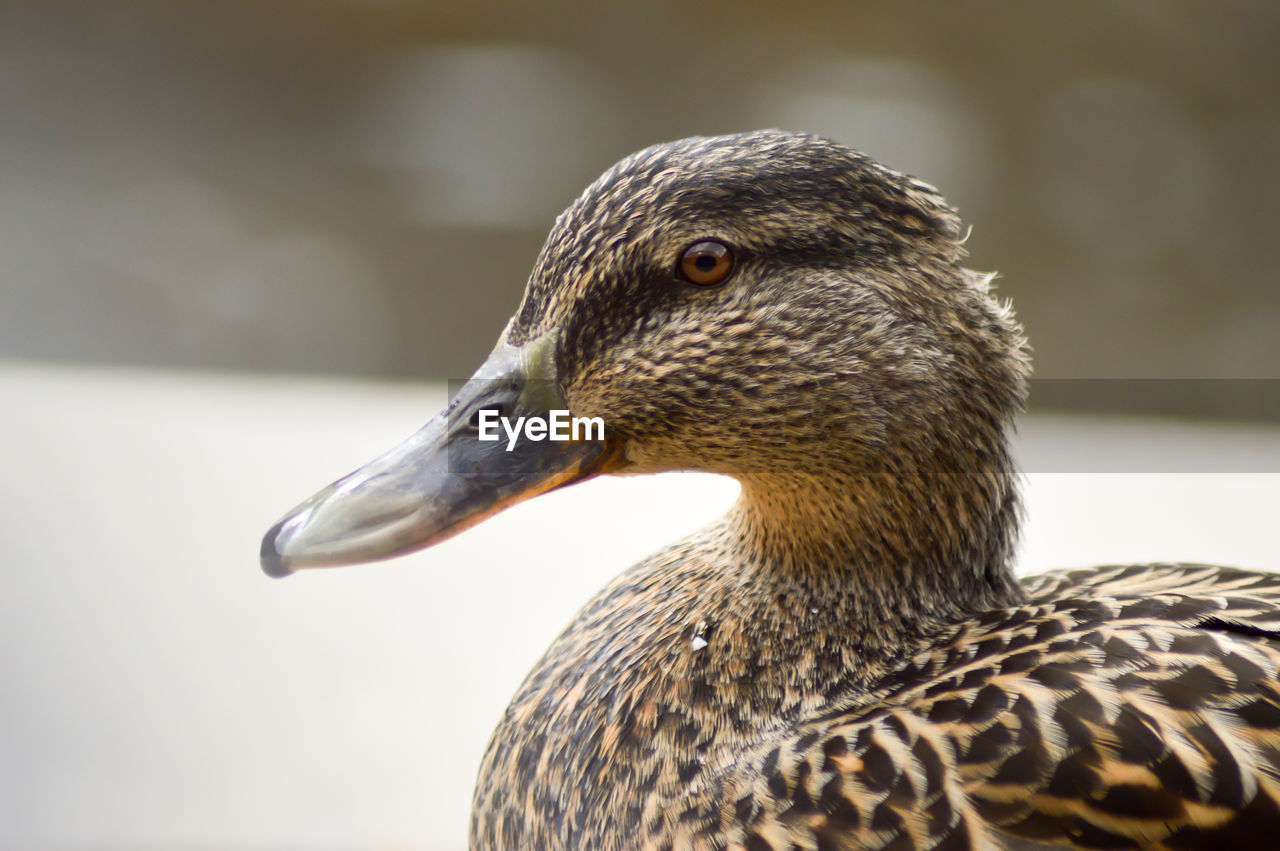 Close-up of mallard duck looking away