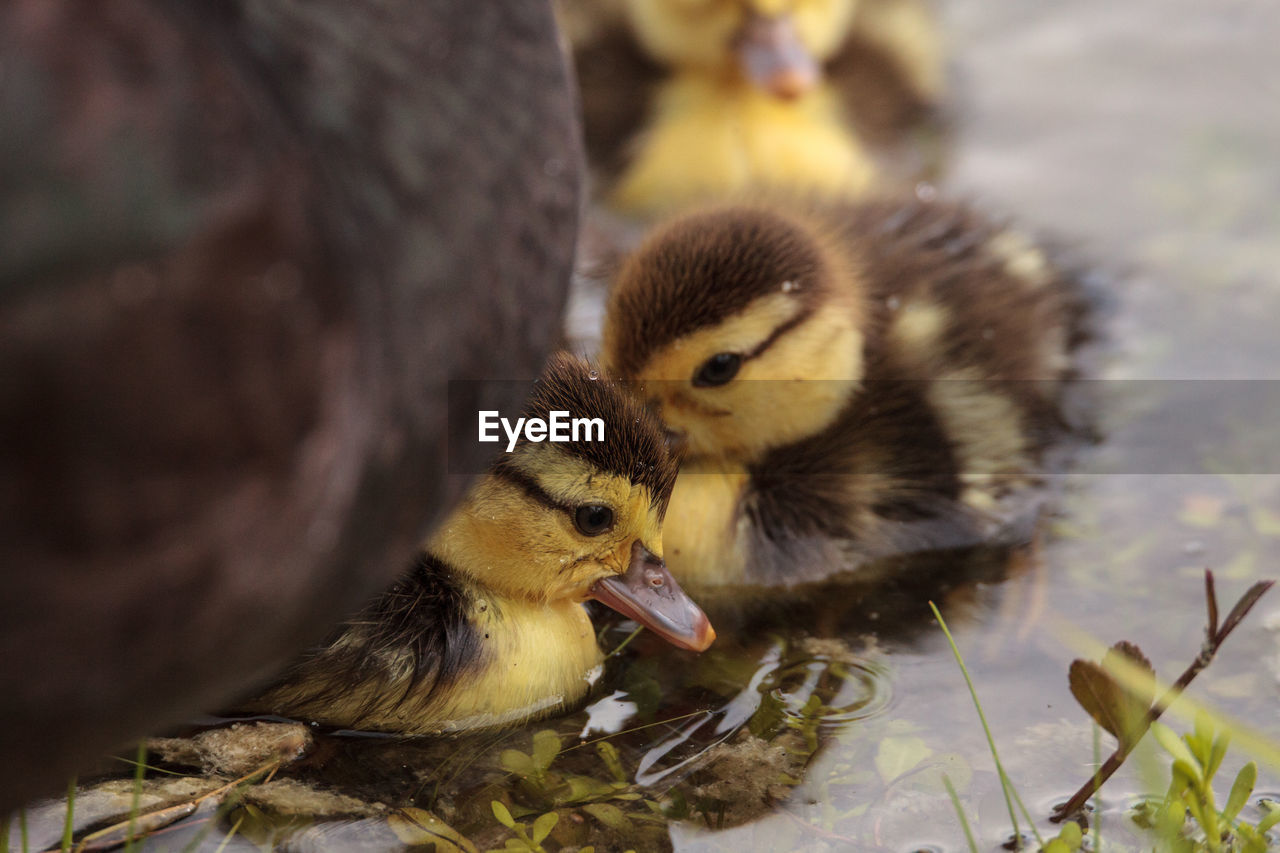 CLOSE-UP OF YOUNG BIRDS IN NEST