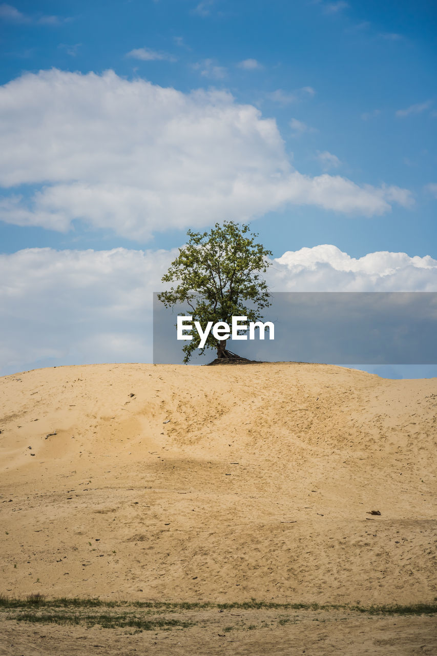 TREE ON SAND AGAINST SKY