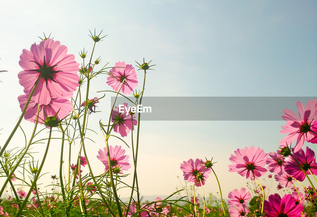 Low angle view of pink cosmos growing on field against sky
