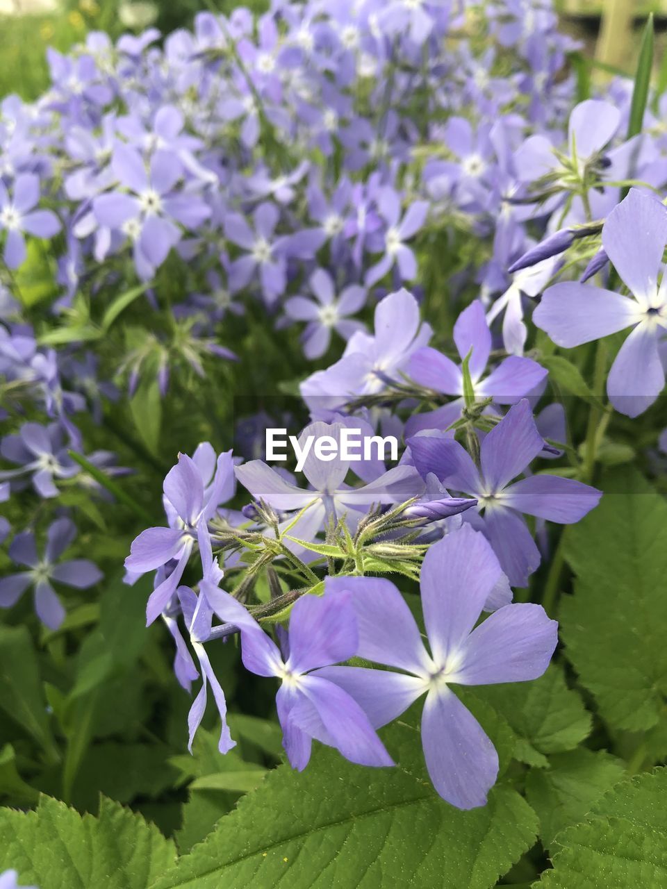 CLOSE UP OF PURPLE FLOWERING PLANT