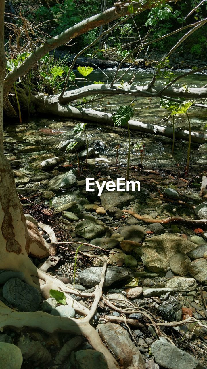 HIGH ANGLE VIEW OF RIVER AMIDST TREES