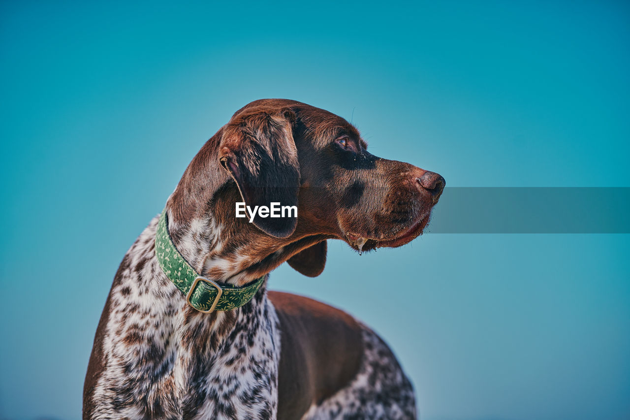 Shorthaired pointer dog walks along the beach on a sunny day