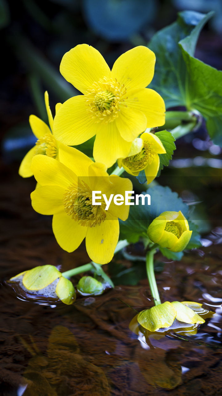 CLOSE-UP OF YELLOW FLOWERS GROWING IN WATER