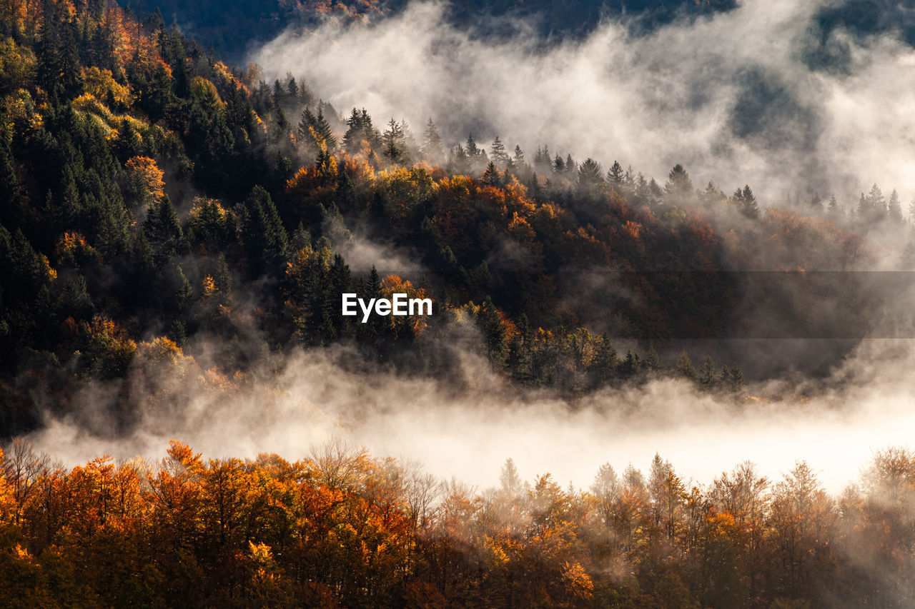 scenic view of forest against sky