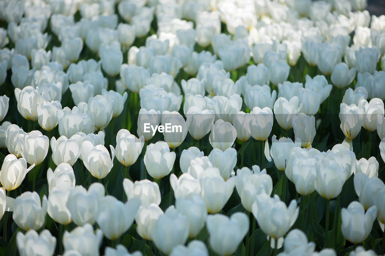 Field of white tulips