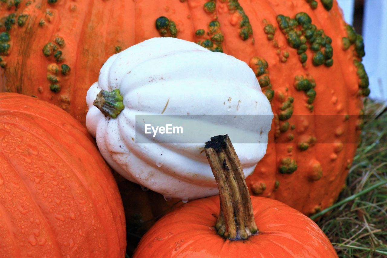 Close-up of pumpkins