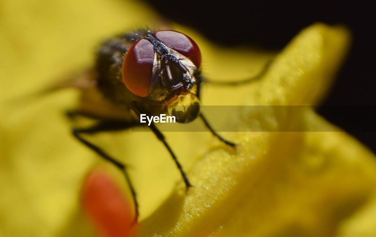 Close-up of fly on flower