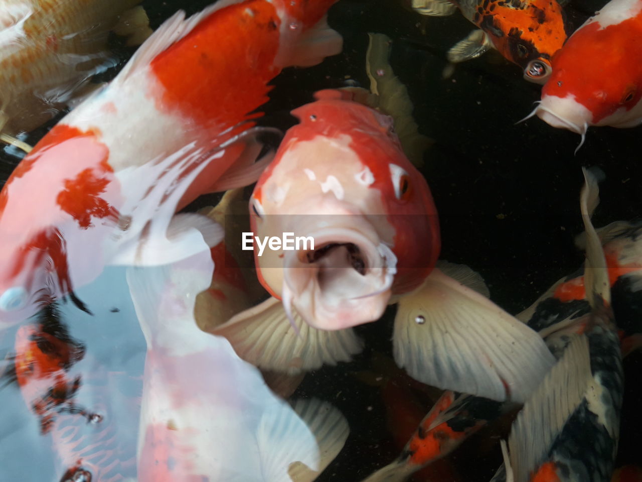 CLOSE-UP OF FISH SWIMMING IN WATER